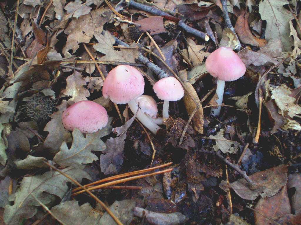 da determinare (rosa)